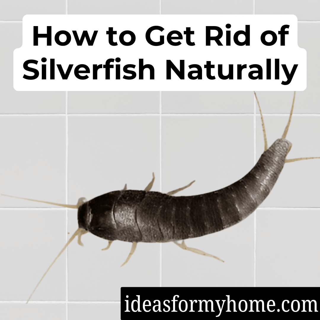 How to Get Rid of Silverfish Naturally